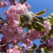 ヒメ日記 2025/03/25 08:16 投稿 高野★ Club夢