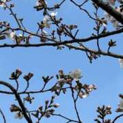 ヒメ日記 2025/03/27 14:40 投稿 高野★ Club夢