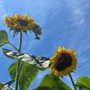 ヒメ日記 2025/08/02 15:28 投稿 青山★ Club夢