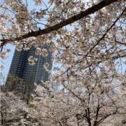 ヒメ日記 2025/04/07 13:10 投稿 なな 谷町人妻ゴールデン倶楽部