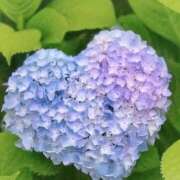 ヒメ日記 2025/06/09 11:20 投稿 なな 谷町人妻ゴールデン倶楽部