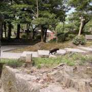 ヒメ日記 2026/06/13 10:05 投稿 ナツメグ キャンディ(鹿児島)