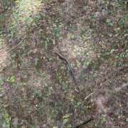 ヒメ日記 2026/07/18 10:50 投稿 ナツメグ キャンディ(鹿児島)