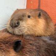 ヒメ日記 2025/09/25 12:23 投稿 広瀬　優衣 ホットポイント Villa