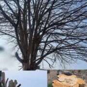 ヒメ日記 2026/04/14 15:15 投稿 いぶ 逢って30秒で即尺