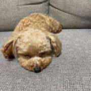 ヒメ日記 2025/02/14 05:11 投稿 ツカサ ルパン