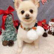 ヒメ日記 2025/12/25 16:48 投稿 ツカサ ルパン