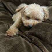 ヒメ日記 2026/01/08 01:56 投稿 ツカサ ルパン