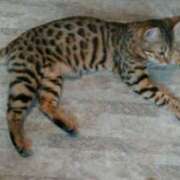 ヒメ日記 2025/03/12 16:11 投稿 さつき 松本人妻隊