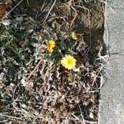 ヒメ日記 2025/03/23 15:15 投稿 さつき 松本人妻隊