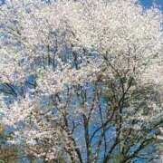 ヒメ日記 2025/04/30 20:52 投稿 さつき 松本人妻隊