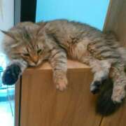 ヒメ日記 2025/07/24 12:11 投稿 さつき 松本人妻隊