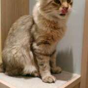 ヒメ日記 2025/09/28 21:33 投稿 さつき 松本人妻隊