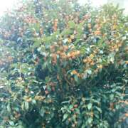 ヒメ日記 2025/10/01 13:01 投稿 さつき 松本人妻隊