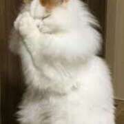 ヒメ日記 2025/10/26 12:33 投稿 さつき 松本人妻隊