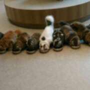 ヒメ日記 2025/12/09 15:01 投稿 さつき 松本人妻隊