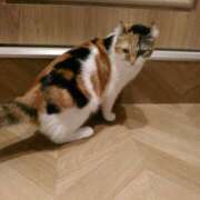 ヒメ日記 2025/12/09 22:01 投稿 さつき 松本人妻隊