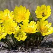 ヒメ日記 2026/02/15 12:55 投稿 さつき 松本人妻隊