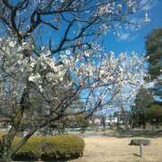 ヒメ日記 2026/03/15 16:52 投稿 さつき 松本人妻隊