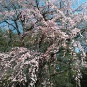 ヒメ日記 2026/03/28 12:11 投稿 さつき 松本人妻隊