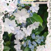 ヒメ日記 2025/06/15 16:01 投稿 みゆ 熟女の風俗最終章 蒲田店