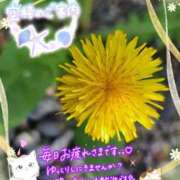 ヒメ日記 2026/04/12 16:00 投稿 みゆ 熟女の風俗最終章 蒲田店