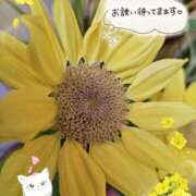 ヒメ日記 2026/06/14 15:50 投稿 みゆ 熟女の風俗最終章 蒲田店