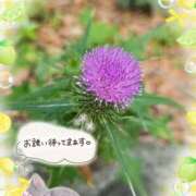 ヒメ日記 2026/07/12 16:47 投稿 みゆ 熟女の風俗最終章 蒲田店
