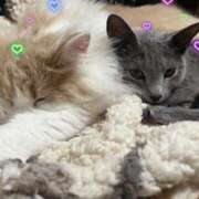 ヒメ日記 2025/03/31 10:00 投稿 まい 梅田人妻秘密倶楽部