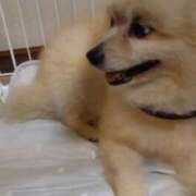 ヒメ日記 2025/11/19 23:45 投稿 まい 梅田人妻秘密倶楽部