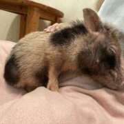 ヒメ日記 2026/04/03 17:25 投稿 アン 梅田人妻秘密倶楽部