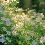 ヒメ日記 2025/03/08 12:11 投稿 かれん アドミsince2002立川デリヘル&Go To FANTASY東京本店