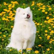 ヒメ日記 2025/03/15 12:31 投稿 かれん アドミsince2002立川デリヘル&Go To FANTASY東京本店