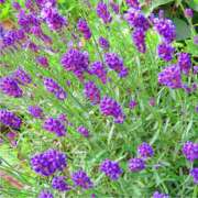 ヒメ日記 2025/04/15 11:45 投稿 かれん アドミsince2002立川デリヘル&Go To FANTASY東京本店