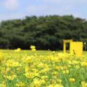 ヒメ日記 2025/04/27 05:27 投稿 かれん アドミsince2002立川デリヘル&Go To FANTASY東京本店