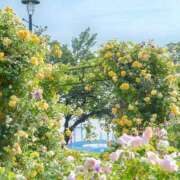 ヒメ日記 2025/05/18 13:15 投稿 かれん アドミsince2002立川デリヘル&Go To FANTASY東京本店