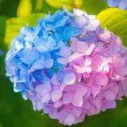 ヒメ日記 2025/06/21 05:31 投稿 かれん アドミsince2002立川デリヘル&Go To FANTASY東京本店