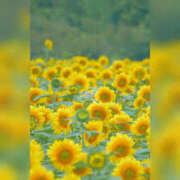 ヒメ日記 2025/07/29 07:11 投稿 かれん アドミsince2002立川デリヘル&Go To FANTASY東京本店