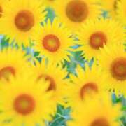 ヒメ日記 2025/08/02 08:11 投稿 かれん アドミsince2002立川デリヘル&Go To FANTASY東京本店