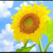 ヒメ日記 2025/08/25 07:05 投稿 かれん アドミsince2002立川デリヘル&Go To FANTASY東京本店