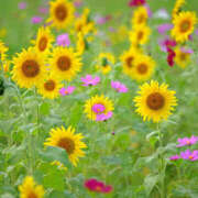 ヒメ日記 2025/09/27 10:01 投稿 かれん アドミsince2002立川デリヘル&Go To FANTASY東京本店