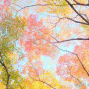 ヒメ日記 2025/11/03 08:15 投稿 かれん アドミsince2002立川デリヘル&Go To FANTASY東京本店