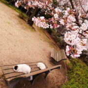 ヒメ日記 2026/02/15 13:29 投稿 かれん アドミsince2002立川デリヘル&Go To FANTASY東京本店