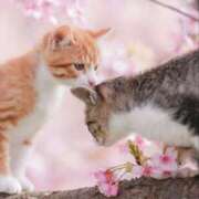 ヒメ日記 2026/03/08 13:03 投稿 かれん アドミsince2002立川デリヘル&Go To FANTASY東京本店