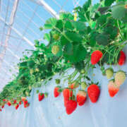 ヒメ日記 2026/03/10 11:03 投稿 かれん アドミsince2002立川デリヘル&Go To FANTASY東京本店