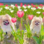 ヒメ日記 2026/03/19 12:33 投稿 かれん アドミsince2002立川デリヘル&Go To FANTASY東京本店