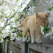 ヒメ日記 2026/03/20 08:05 投稿 かれん アドミsince2002立川デリヘル&Go To FANTASY東京本店