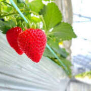 ヒメ日記 2026/03/21 08:29 投稿 かれん アドミsince2002立川デリヘル&Go To FANTASY東京本店