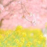 ヒメ日記 2026/04/03 12:03 投稿 かれん アドミsince2002立川デリヘル&Go To FANTASY東京本店