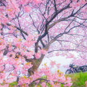 かれん 先日のありがとう♡*･ﾟ アドミsince2002立川デリヘル&Go To FANTASY東京本店